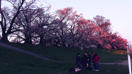 いきなりさくーら_210122_10